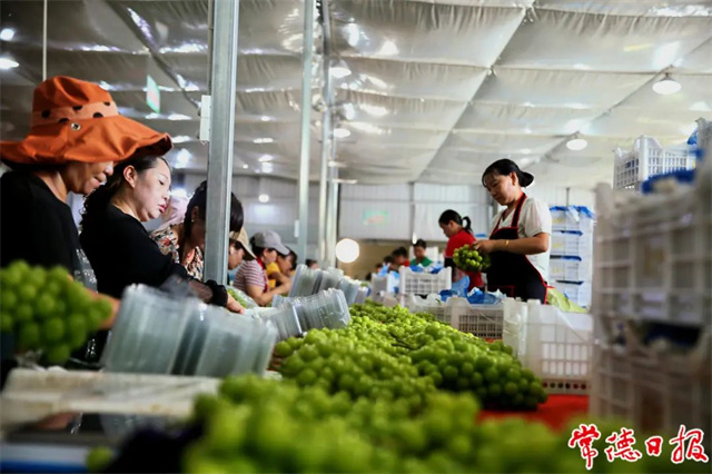 Lixian County Expects to Export 5,000 Tonnes of Grapes This Year