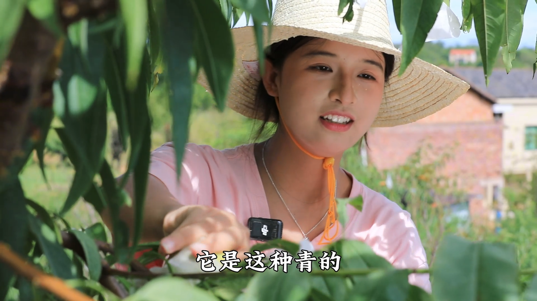 蒸湘区：八月秋鲜，雨母菁香桃邀您共赴一场“甜蜜之约”