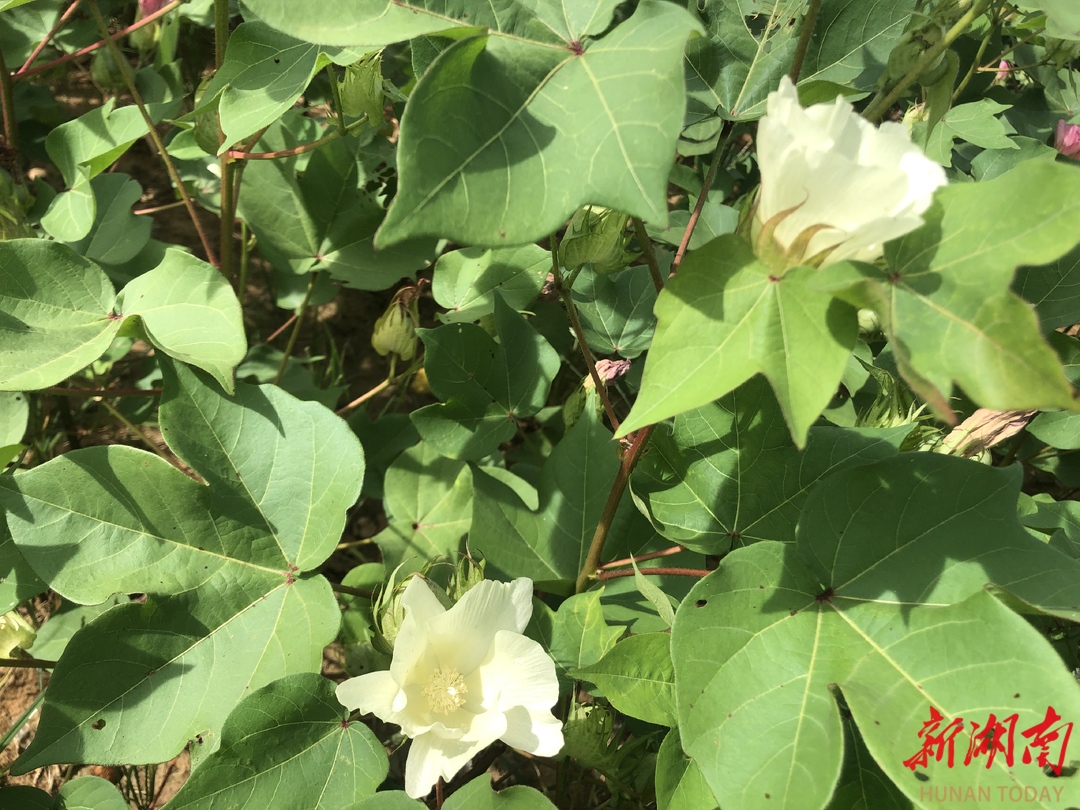 耒阳：棉田里开出“致富花”