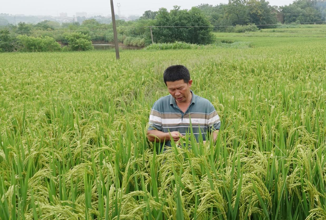 双峰县青树坪镇：乡村医生变身种粮大户