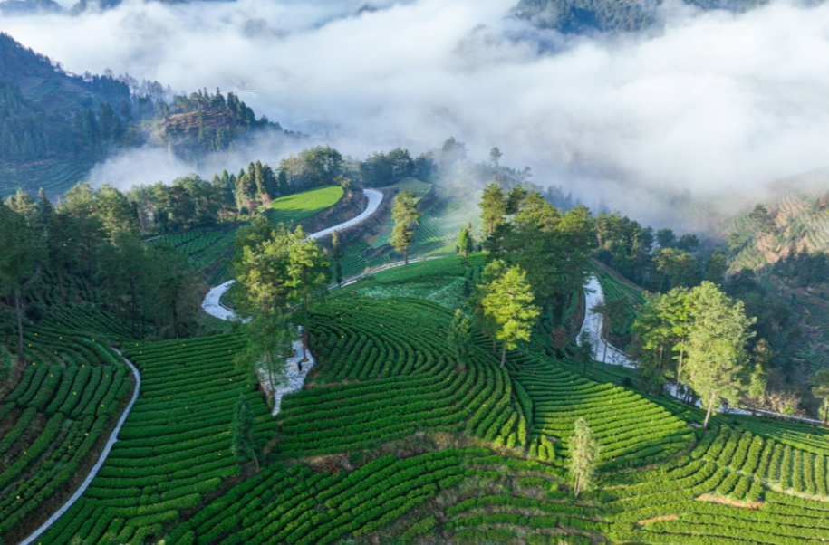 Hunan's Tea Exports Boom During January-July Period