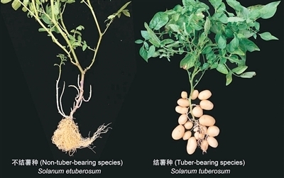 揭開馬鈴薯身世之謎