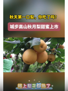 城步高山秋月梨甜蜜上市