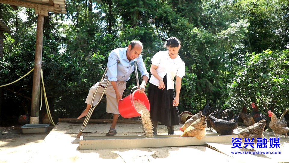 鄉(xiāng)村“雞倌”曹宏庚：脫貧致富路上“拄拐”前行