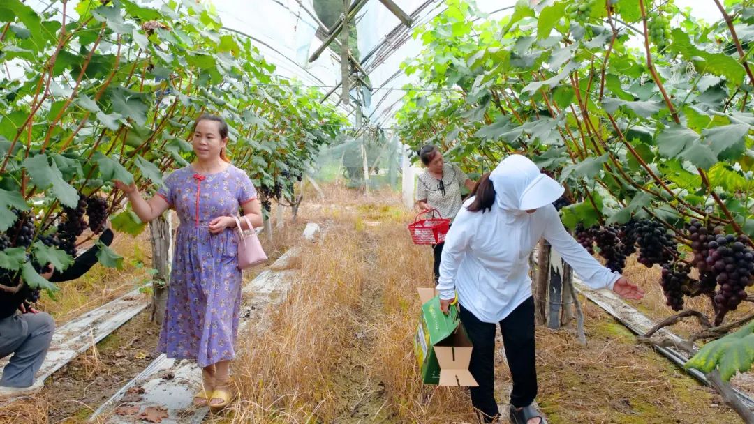 @張家界人，桑植縣八大公山高山富硒葡萄熟啦