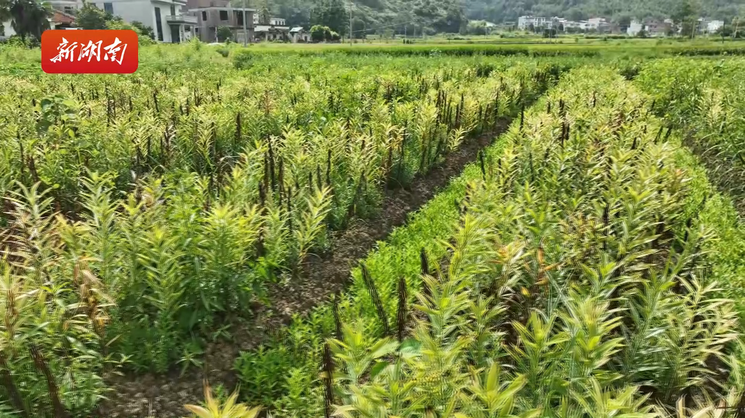 百合迎豐收，田間地頭“錢景”旺