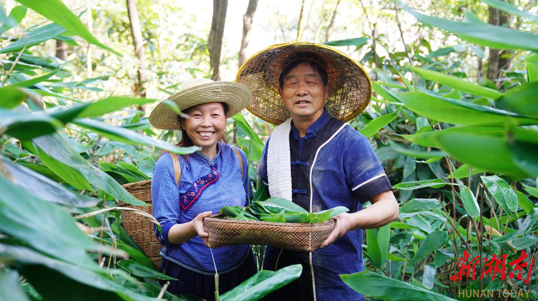 民族之花綻桑植④丨張家界康華實(shí)業(yè)“一片粽葉”鋪就各民族共融共富新長征路