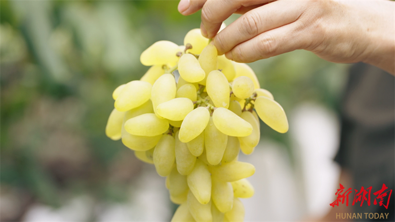 【福地懷化·康養(yǎng)季】夏日果香四溢，開啟甜蜜采摘季