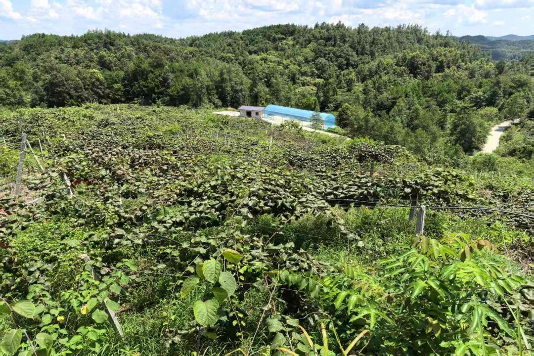 凤凰新坪村：小小家庭农场 桃果甜蜜飘香