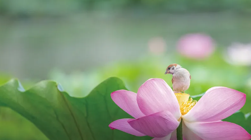 “处暑”中的“处”字，应该读几声？