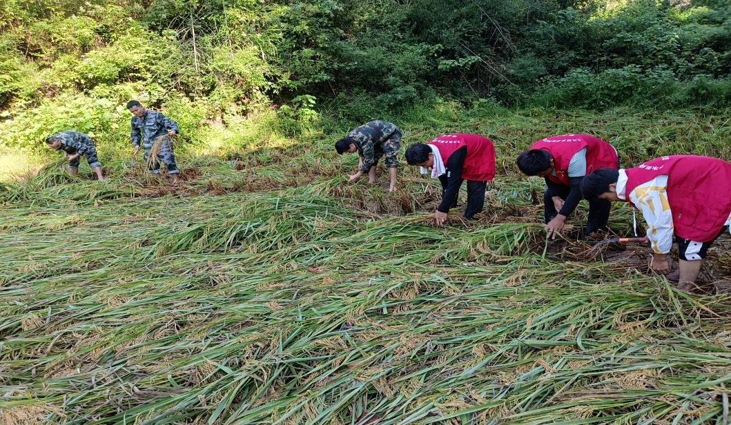 辰溪：志愿紅田間助秋收 解民憂暖人心