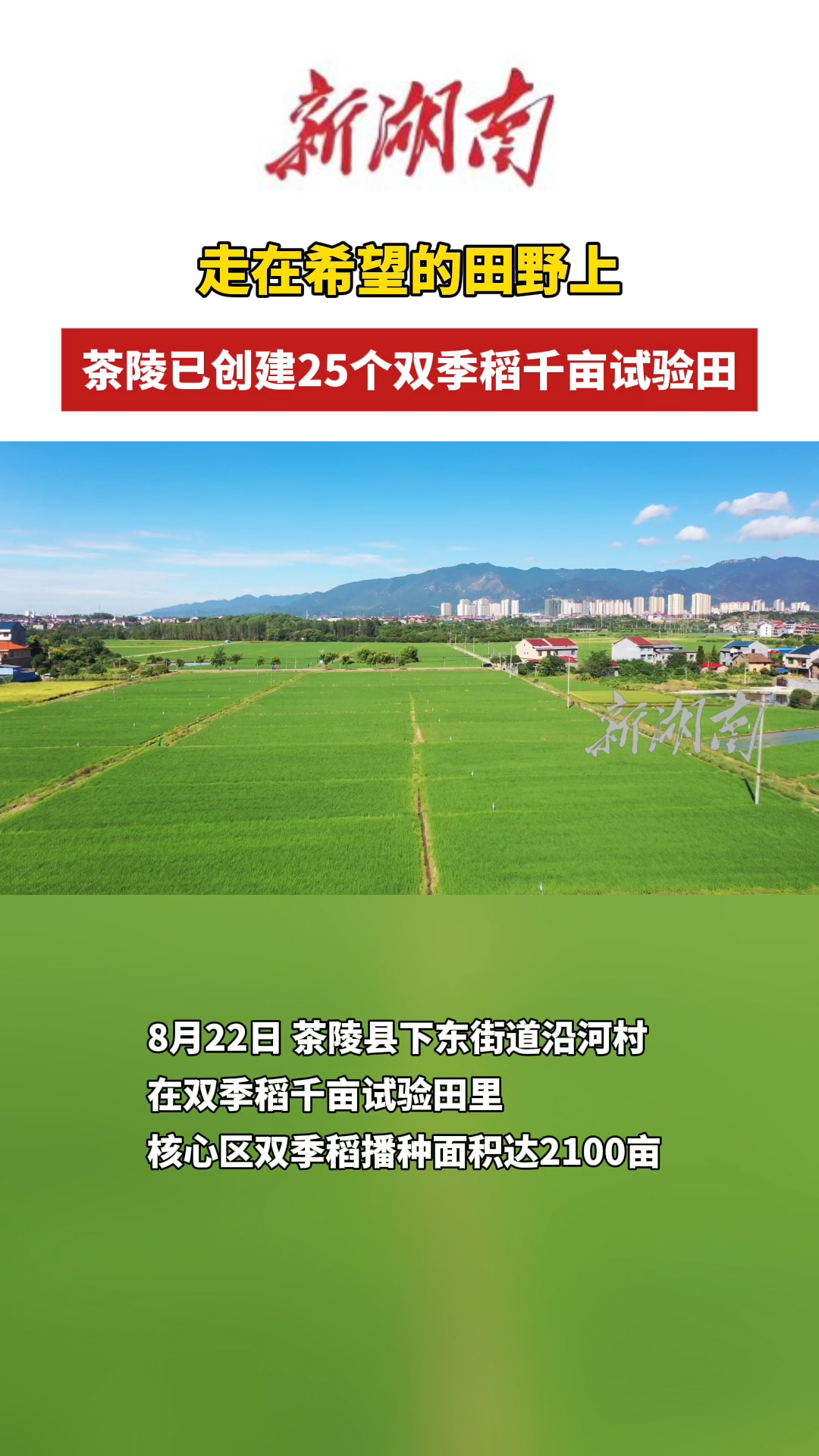 走在希望的田野上！茶陵已創(chuàng)建25個(gè)雙季稻千畝試驗(yàn)田