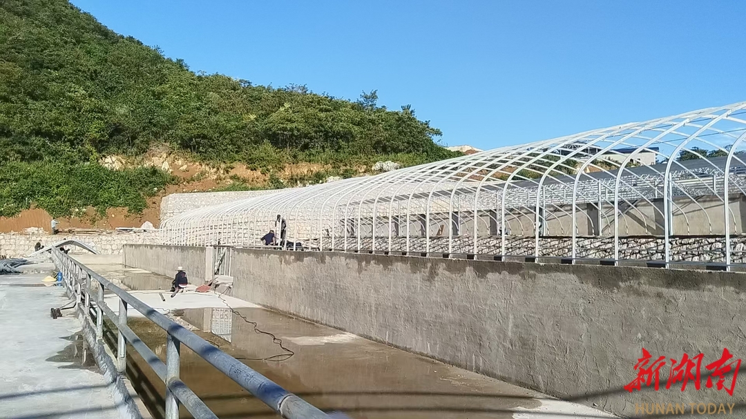 桑植縣全力推進湘西黃牛保種場建設
