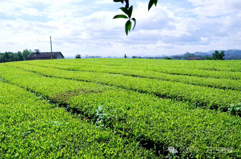 石門25萬(wàn)畝茶園“煉金術(shù)”：年產(chǎn)值65億元