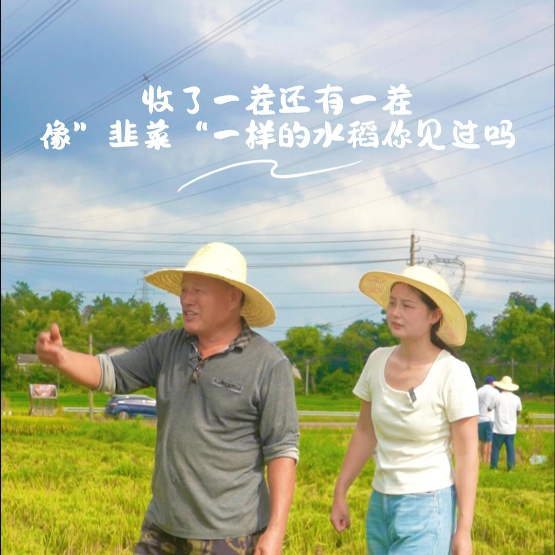 田坎侃丨收了一茬還有一茬！像“韭菜”一樣的水稻你見過(guò)嗎