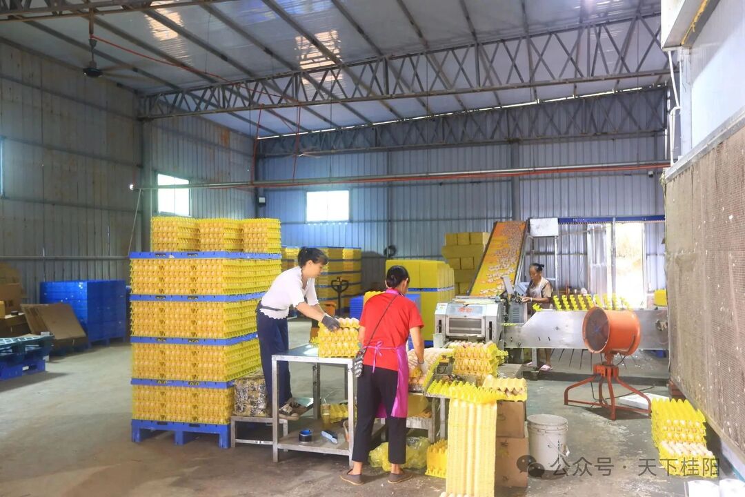 桂陽： 科技賦能“智慧養(yǎng)雞”  鄉(xiāng)村振興再添新引擎