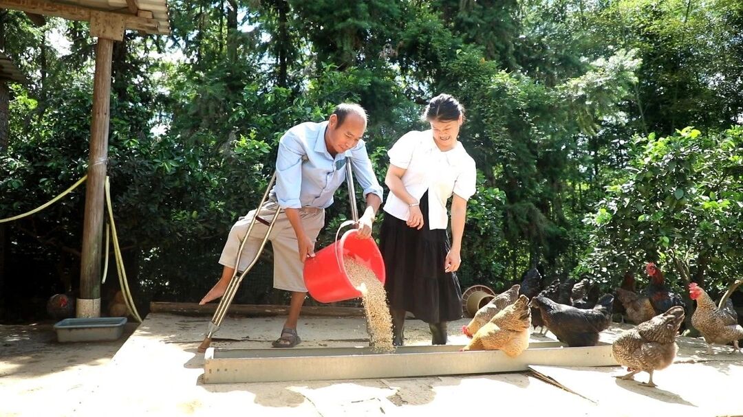 鄉(xiāng)村“雞倌”曹宏庚：脫貧致富路上“拄拐”前行