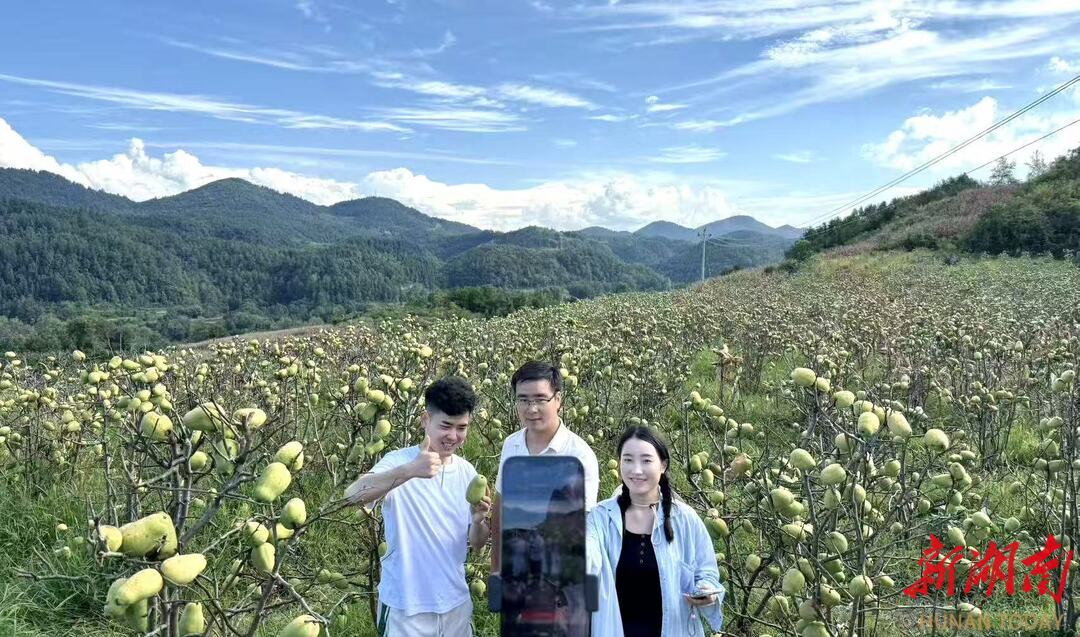 急！桑植長坪村10萬斤木瓜滯銷，果農(nóng)急盼援手