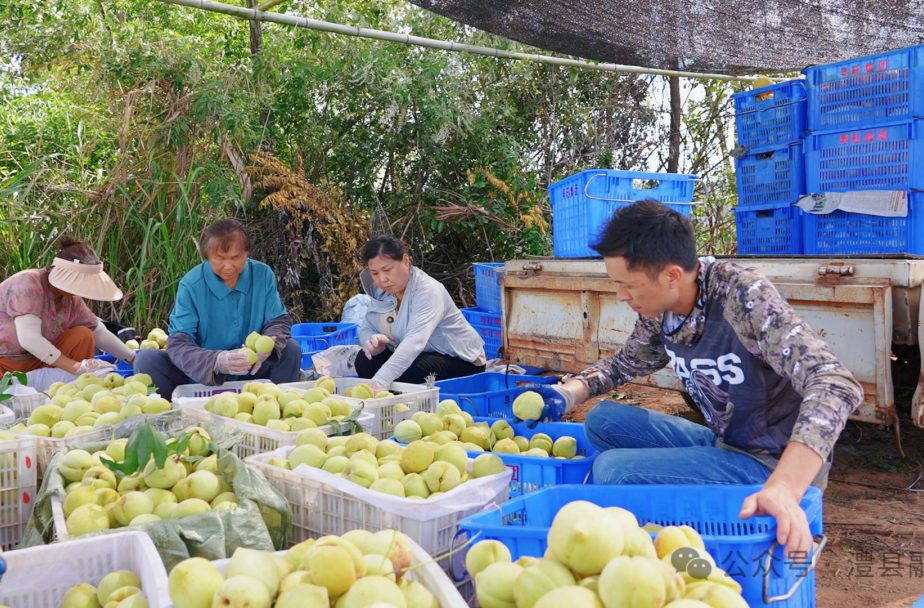 澧縣金園村：“甜蜜產(chǎn)業(yè)”結(jié)碩果 千畝脆蜜桃成致富果