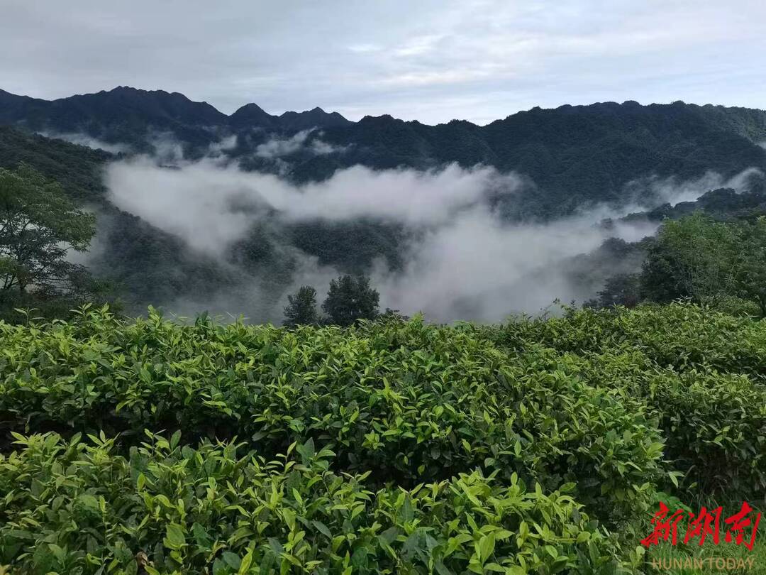 桃源紅茶、水稻基地入選省級首批綠色名錄