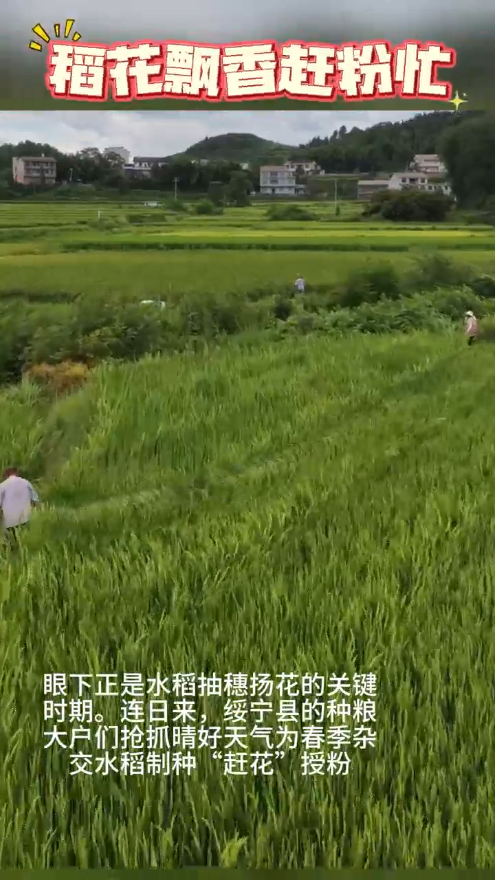 綏寧：稻花飄香趕粉忙
