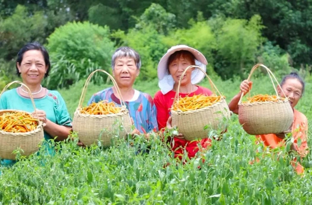 湖南日?qǐng)?bào) | 建立全產(chǎn)業(yè)鏈標(biāo)準(zhǔn)體系 淥口區(qū)黃辣椒帶動(dòng)4億大產(chǎn)業(yè)