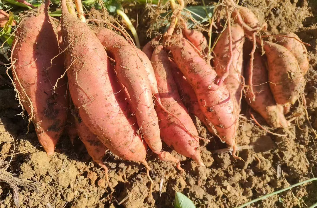 沙塘蜜薯喜豐收：“甜蜜產(chǎn)業(yè)”激活鄉(xiāng)村振興新動能