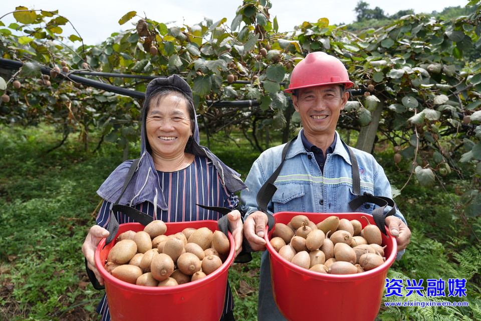 資興：三都鎮(zhèn)高山獼猴桃豐收上市 助力村民就業(yè)增收