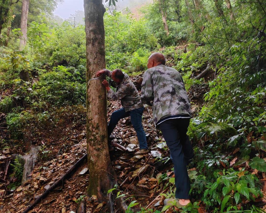 1127株！植物中的“龍鳳”現(xiàn)身南山國家公園候選區(qū)