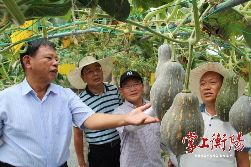 衡阳上半年“菜篮子”丰收，面积产量双飘红