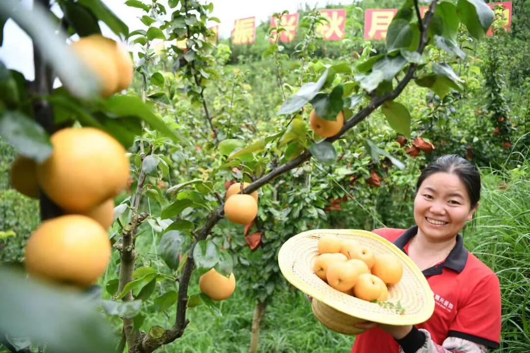 城步：“一果一竹”串起致富鏈