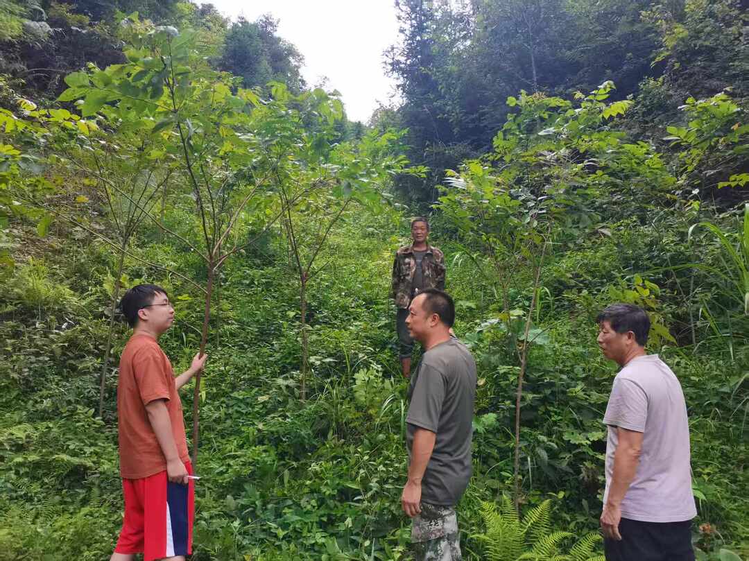 走進(jìn)我的鄉(xiāng)村丨桂東彩洞村：招商引“藥” 促增收