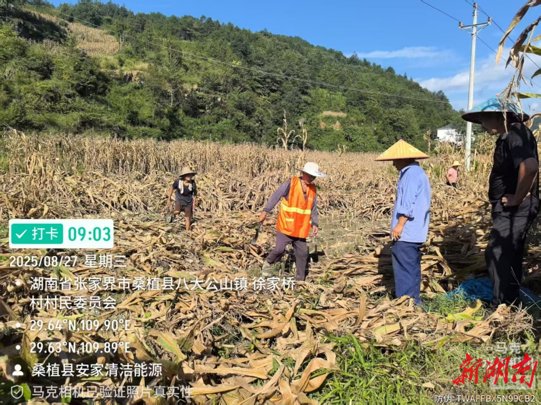 桑植縣八大公山鎮(zhèn)：“三點布局+多元利用”破解秸稈難題，田間回收繪就生態(tài)新圖景