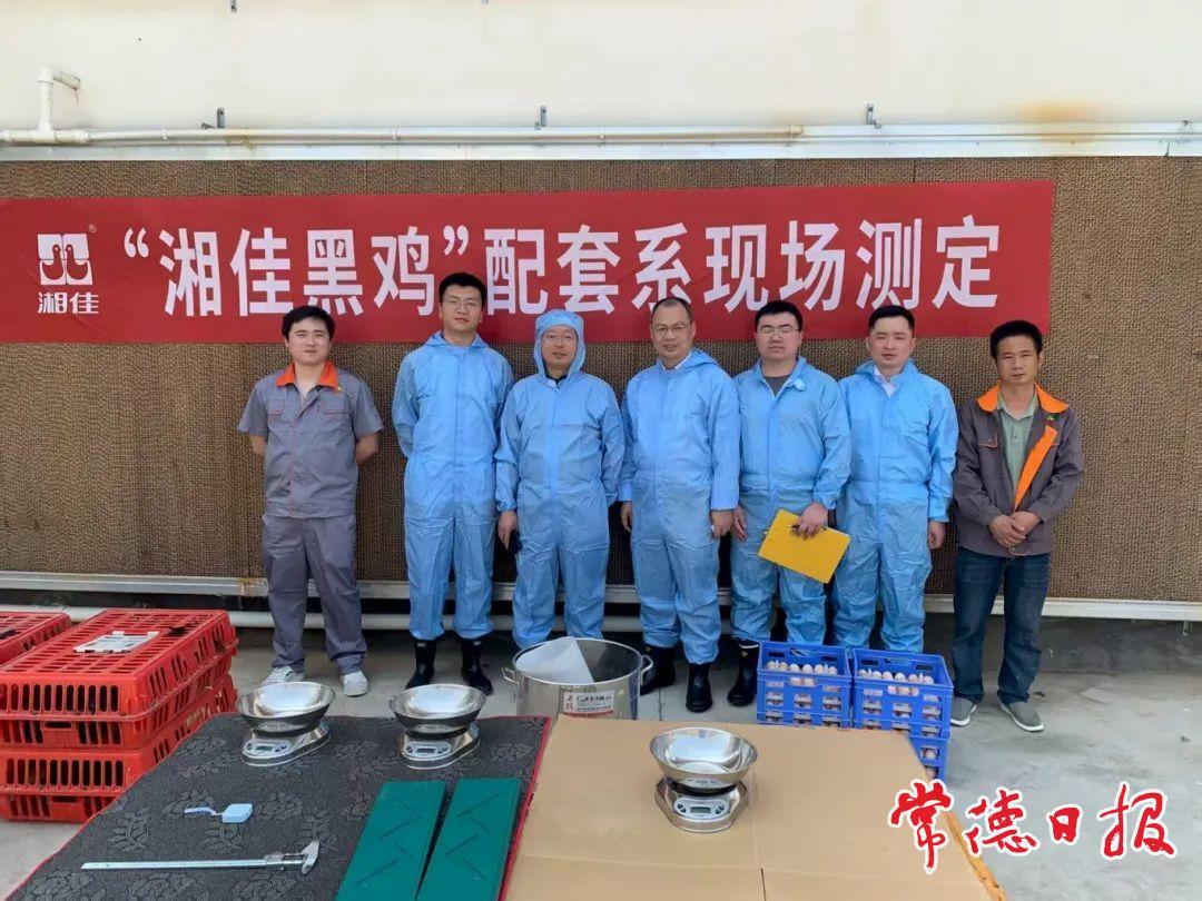 “湘佳黑雞”配套系實現(xiàn)湖南肉雞育種“零的突破”