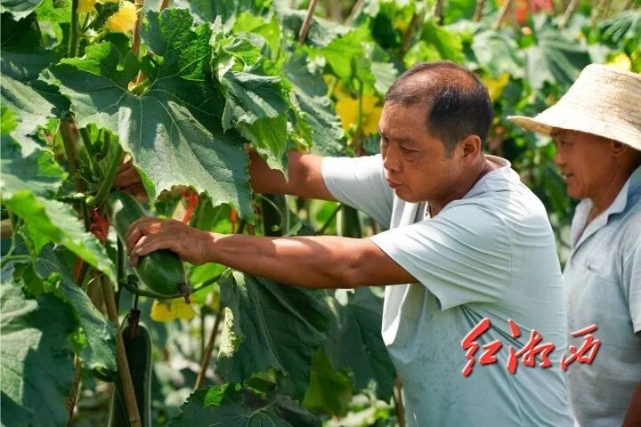 羅通望：400畝常青田種出“穩(wěn)穩(wěn)的幸?！? border=