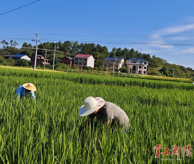 衡陽市全力抓好晚稻和遲熟一季稻穗期病蟲防治
