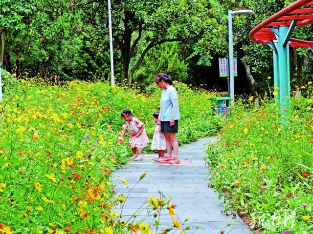 菊花塘絢爛花海等您來打卡