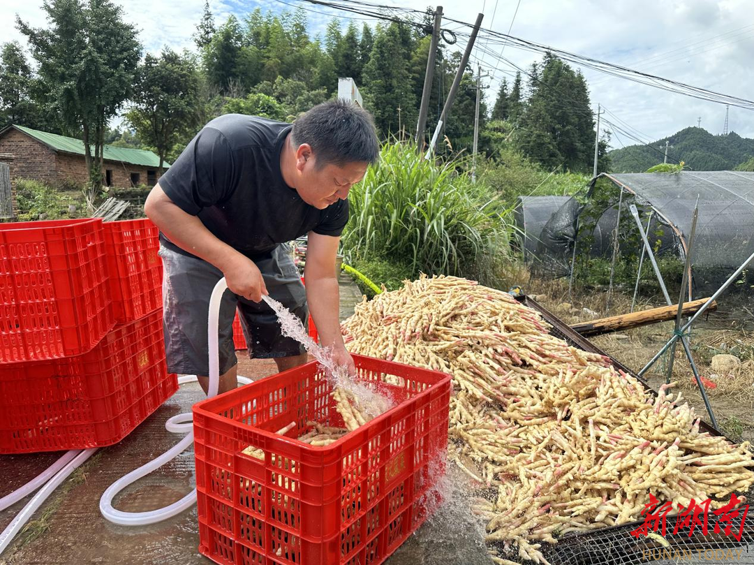 蓝山联营村：生姜采收忙 新鲜直达粤港澳