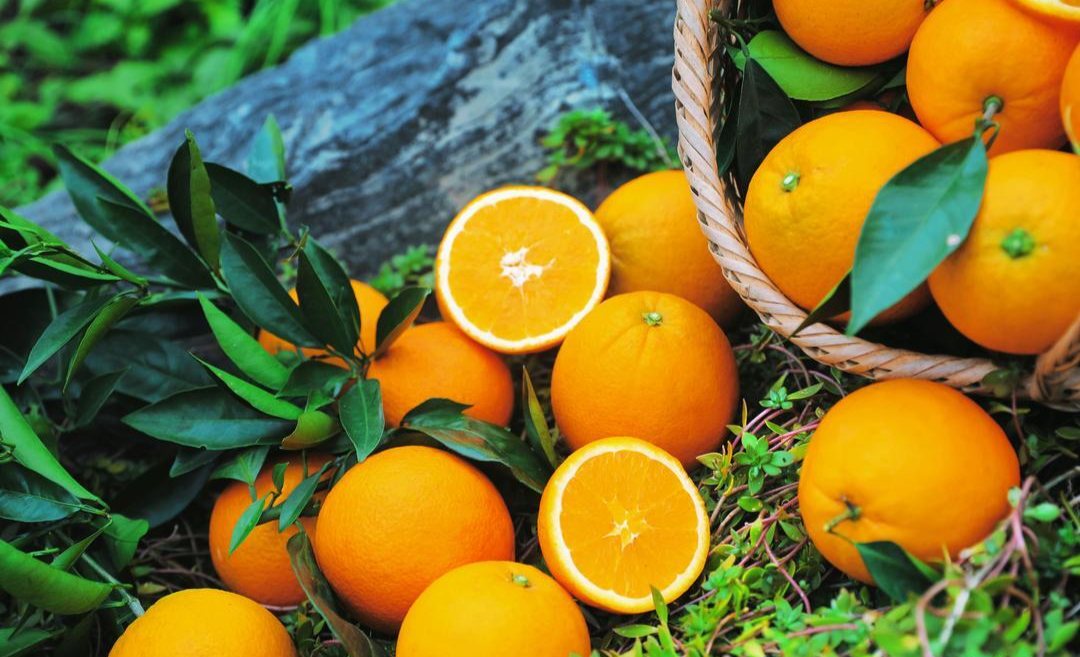 Langshan Navel Orange Brand Value Ranks Among Top Nationwide