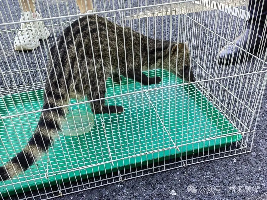 桃源救助一只国家一级保护野生动物小灵猫
