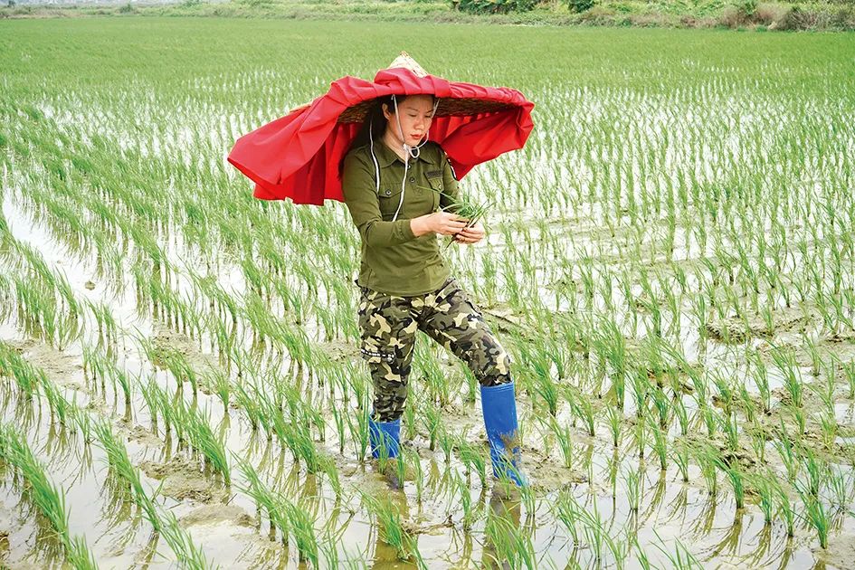 林家如：稻花香里的“俏農(nóng)民”