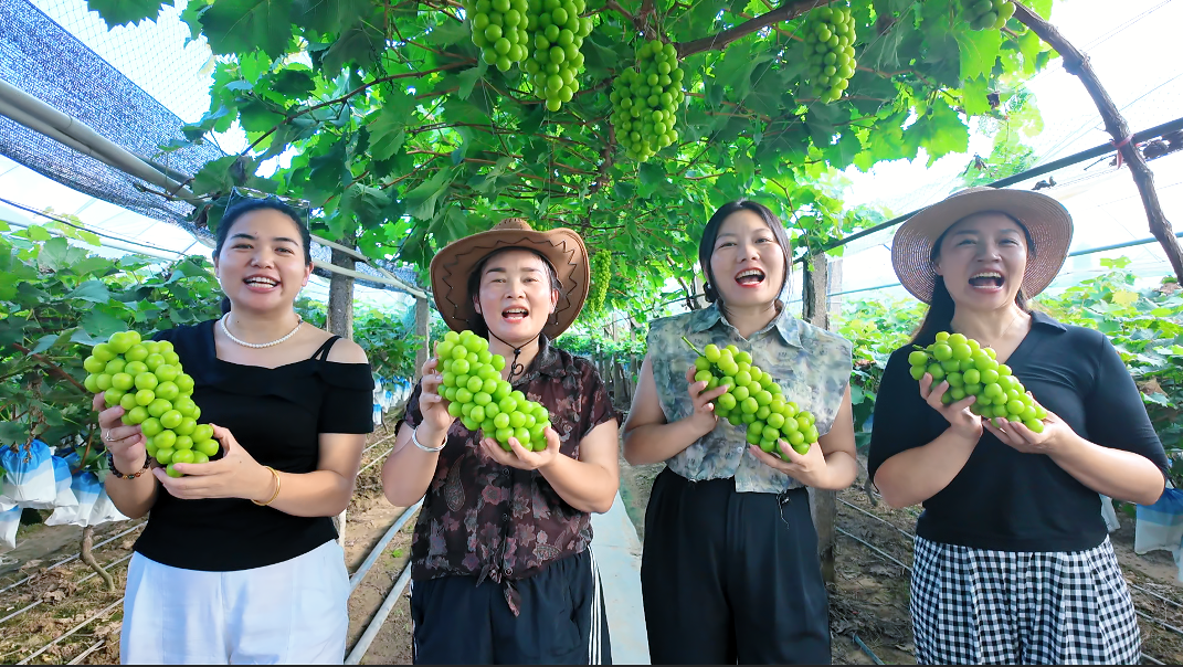 湖南順豐深度助力葡萄產(chǎn)業(yè)，日遞3萬斤香飄全國