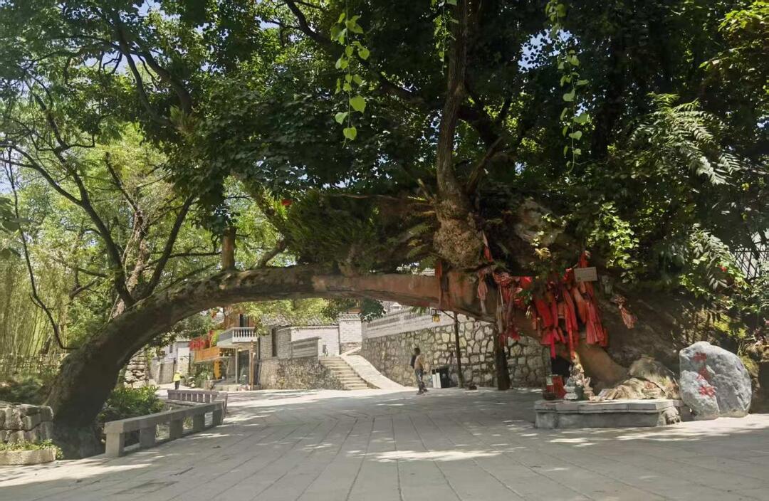 平安產(chǎn)險：創(chuàng)新古樹名木保險  守護綠色文化遺產(chǎn)