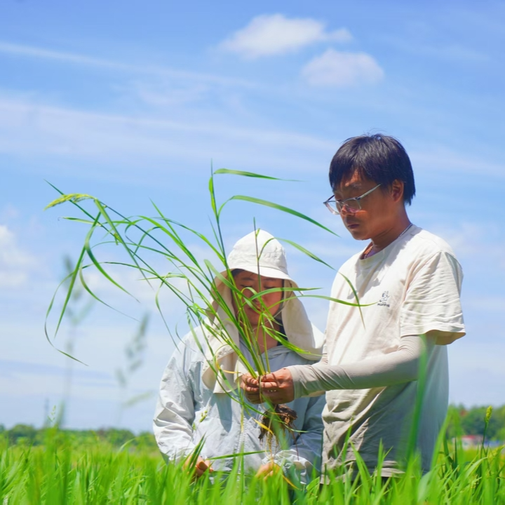 我的青春在田野③丨“水稻中醫(yī)”彭亞軍