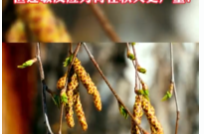 今日科普 | 明明春天花粉多，但过敏反应为何在秋天更严重？