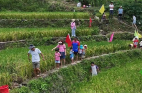 視頻丨走，去摸魚！蘇仙區(qū)禾花魚喜獲豐收