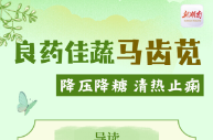 “醫(yī)”圖讀懂｜“良藥佳蔬”馬齒莧