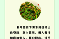 “醫(yī)”圖讀懂｜“良藥佳蔬”馬齒莧