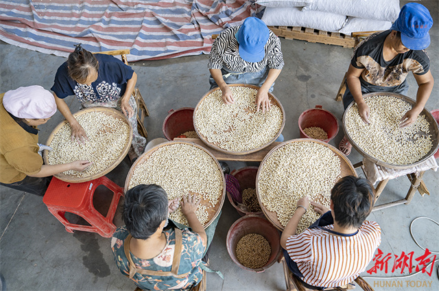 Lotus Seed Industry Thrives in Xiangtan County