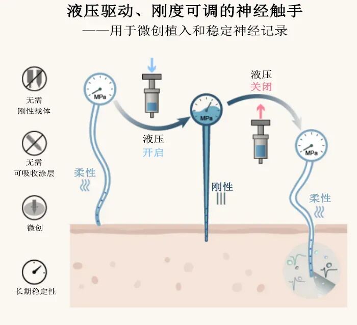 腦機(jī)接口重大突破！仿章魚觸手的“神經(jīng)探針”實(shí)現(xiàn)微創(chuàng)植入